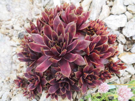 Sempervivum ´Andinn Lambo´